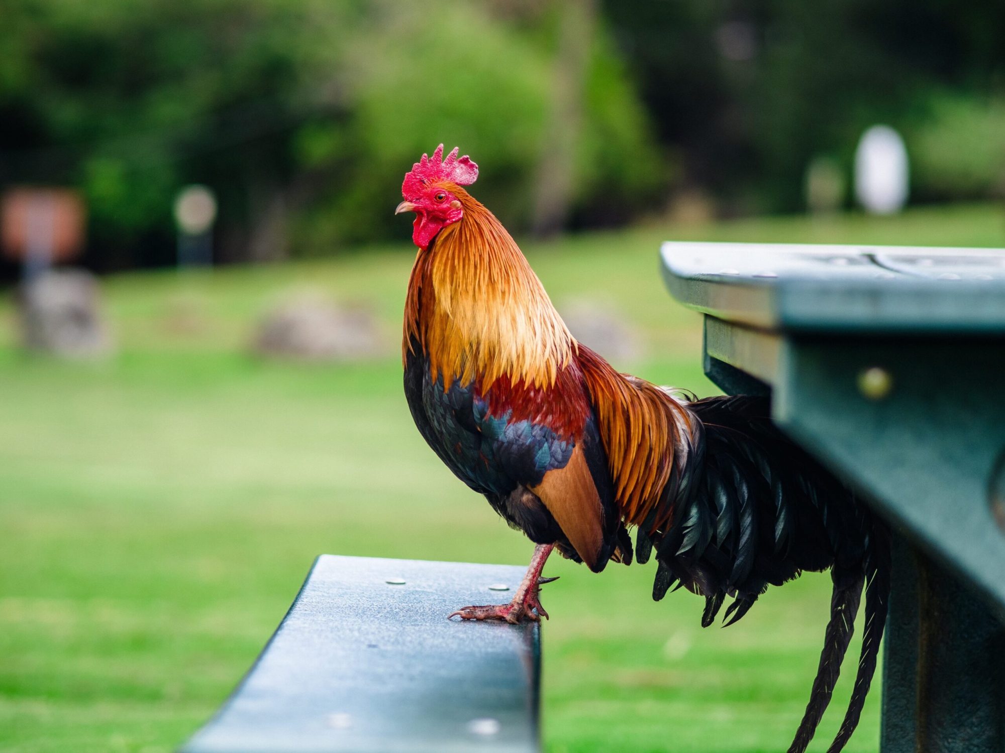 chicken on hawaii a bird sitting on grass